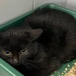 Znaleziono kota, Lublin, 28 listopada 2025