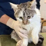 Znaleziono kota, Lublin, 27 listopada 2025