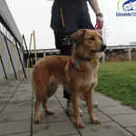 Znaleziono psa, Szczecin, 3 grudnia 2025