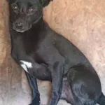 Pies do adopcji, Bełchatów, 12 grudnia 2024