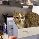 Znaleziono kota, Bydgoszcz, 28 listopada 2025