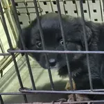 Znaleziono psa, Radom, 4 grudnia 2025