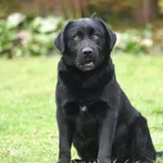 Pies do adopcji, Ropczyce, 4 grudnia 2025