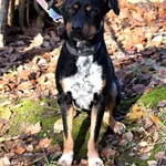 Znaleziono psa, Pieckowo, 4 grudnia 2025