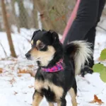 Znaleziono psa, Toruń, 3 maja 2025