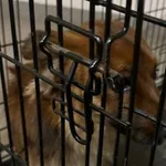 Znaleziono psa, Radom, 3 grudnia 2025