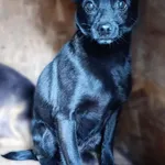 Pies do adopcji, Bełchatów, 12 grudnia 2024