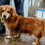 Znaleziono psa, Pieckowo, 3 grudnia 2025