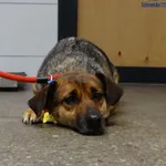 Znaleziono psa, Szczecin, 3 grudnia 2025