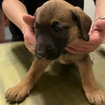 Znaleziono psa, Lublin, 3 grudnia 2025