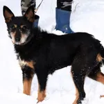 Znaleziono psa, Pieckowo, 4 grudnia 2025