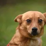 Pies do adopcji, Ropczyce, 4 grudnia 2025