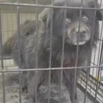 Znaleziono psa, Radom, 4 grudnia 2025