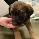 Znaleziono psa, Lublin, 3 grudnia 2025