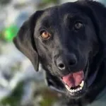 GABI – delikatna sunia szukająca bezpieczeństwa