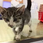 Znaleziono kota, Lublin, 4 grudnia 2025