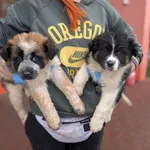 Znaleziono kota, Skałowo, 5 grudnia 2025