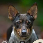 Pies do adopcji, Gdynia, 4 grudnia 2025