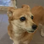 Znaleziono psa, Olsztyn, 3 grudnia 2025