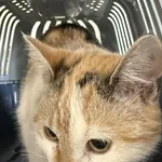 Znaleziono kota, Lublin, 4 grudnia 2025