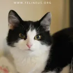 Kot do adopcji, Rzeszów, 5 grudnia 2025