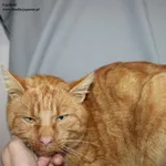 Kot do adopcji, Nowy Dwór Mazowiecki, 4 grudnia 2025