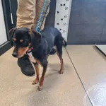 Znaleziono psa, Chełmek, 4 grudnia 2025