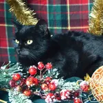 Kot do adopcji, Chełmek, 19 września 2025