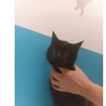 Znaleziono kota, Białystok, 7 listopada 2025