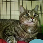 Znaleziono kota, Gdynia, 1 grudnia 2025