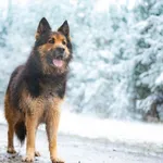 Pies do adopcji, Nowodwór, 5 grudnia 2025