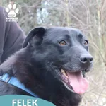 Pies do adopcji, Dąbrówka, 3 grudnia 2025