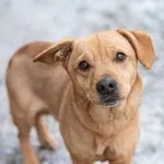 Pies do adopcji, Nowodwór, 5 grudnia 2025