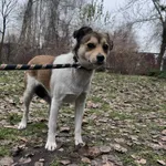 Pies do adopcji, Włocławek, 5 grudnia 2025