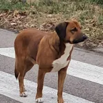 Szuka właściciela lub nowego domu !!! Informujemy, iż w dniu dzisiejszym na terenie miejscowości Kołaków zaobserwowano błąkającego się psa. Zwierzę przebywało w rejonie sklepu przy ul. Zwycięskiej.