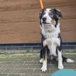 Znaleziono psa, Gdynia, 3 grudnia 2025