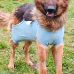 Pies do adopcji, Zgierz, 5 grudnia 2025