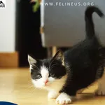 Kot do adopcji, Rzeszów, 7 grudnia 2025