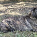 Oddam psa, Warszawa, 7 grudnia 2025