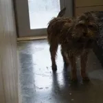 Pies do adopcji, Kraków, 22 listopada 2025