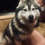 Znaleziono psa w typie Alaskan Malamut