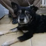 Pies do adopcji, Kraków, 23 listopada 2025