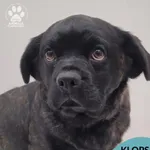 Pies do adopcji, Gdynia, 7 grudnia 2025