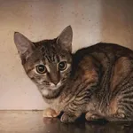 Kot do adopcji, Olsztyn, 18 listopada 2025