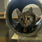 Kot do adopcji, Olsztyn, 18 listopada 2025