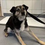 Znaleziono psa, Lublin, 5 grudnia 2025