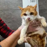 Znaleziono kota, Chełmek, 8 grudnia 2025