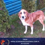 Znaleziono psa, Dębniak, 8 grudnia 2025