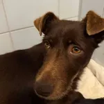 Znaleziono psa, Lublin, 5 grudnia 2025