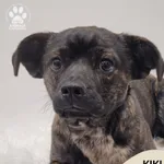 Pies do adopcji, Gdynia, 7 grudnia 2025